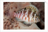 Dwarf Hawkfish by Anonymous