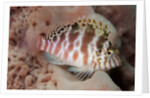 Dwarf Hawkfish by Anonymous