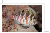 Dwarf Hawkfish by Anonymous