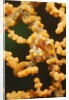 Pygmy Seahorse by Anonymous