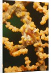 Pygmy Seahorse by Anonymous