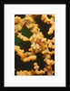 Pygmy Seahorse by Anonymous