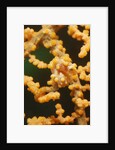 Pygmy Seahorse by Anonymous