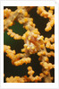 Pygmy Seahorse by Anonymous
