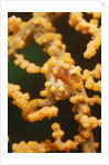 Pygmy Seahorse by Anonymous