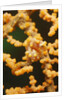 Pygmy Seahorse by Anonymous