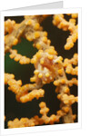 Pygmy Seahorse by Anonymous