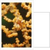 Pygmy Seahorse by Anonymous