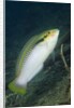 Zigzag Wrasse by Anonymous
