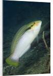Zigzag Wrasse by Anonymous