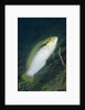 Zigzag Wrasse by Anonymous