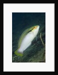 Zigzag Wrasse by Anonymous