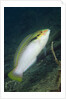 Zigzag Wrasse by Anonymous