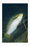 Zigzag Wrasse by Anonymous