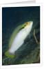 Zigzag Wrasse by Anonymous