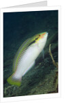 Zigzag Wrasse by Anonymous