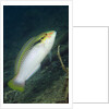 Zigzag Wrasse by Anonymous