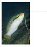 Zigzag Wrasse by Anonymous