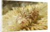 Spiny Tiger Shrimp by Anonymous