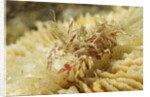 Spiny Tiger Shrimp by Anonymous