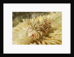 Spiny Tiger Shrimp by Corbis