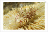 Spiny Tiger Shrimp by Anonymous