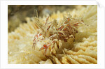 Spiny Tiger Shrimp by Corbis