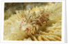 Spiny Tiger Shrimp by Anonymous