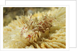 Spiny Tiger Shrimp by Anonymous