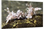 Pair of Harlequin Shrimp by Anonymous