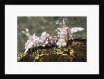 Pair of Harlequin Shrimp by Anonymous