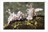 Pair of Harlequin Shrimp by Anonymous