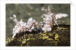 Pair of Harlequin Shrimp by Anonymous