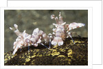 Pair of Harlequin Shrimp by Anonymous