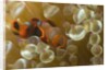 Spinecheek Anemoneifsh by Anonymous