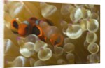 Spinecheek Anemoneifsh by Anonymous