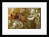 Spinecheek Anemoneifsh by Anonymous