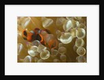 Spinecheek Anemoneifsh by Anonymous
