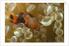 Spinecheek Anemoneifsh by Anonymous