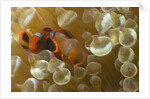 Spinecheek Anemoneifsh by Anonymous