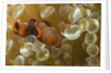 Spinecheek Anemoneifsh by Anonymous