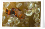 Spinecheek Anemoneifsh by Anonymous