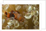 Spinecheek Anemoneifsh by Anonymous