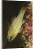 Spotgill Cardinalfish by Anonymous