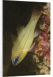 Spotgill Cardinalfish by Anonymous