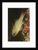 Spotgill Cardinalfish by Anonymous