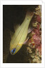 Spotgill Cardinalfish by Anonymous