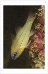 Spotgill Cardinalfish by Anonymous