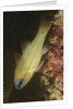 Spotgill Cardinalfish by Anonymous
