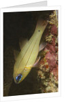 Spotgill Cardinalfish by Anonymous